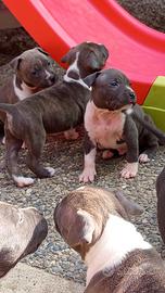 Cuccioli di american Staffordhire terrier