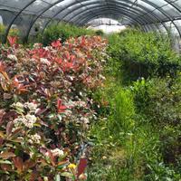 Piante siepi, macchia mediterranea ecc