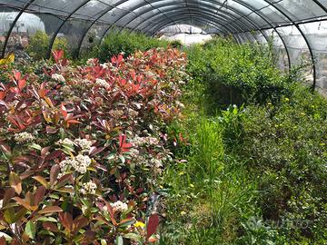 Piante siepi, macchia mediterranea ecc