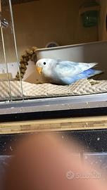 Pappagallo inseparabile allevato a mano