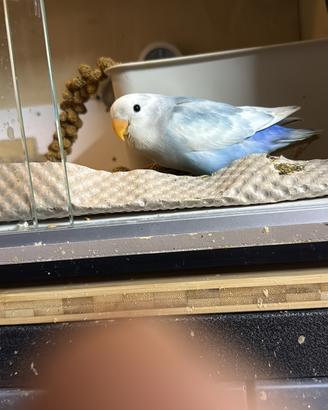 Pappagallo inseparabile allevato a mano