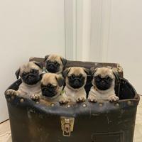 Cuccioli di carlino