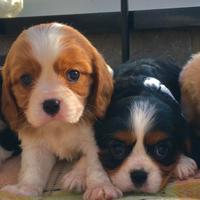 Cavalier king dolci cuccioli colorati