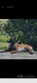 Ultime femmine di malinois