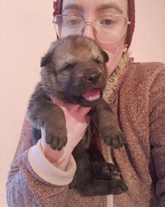 Cuccioli lupo cecoslovacco