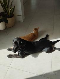 Cane 1 anno