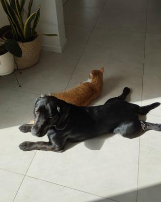 Cane 1 anno