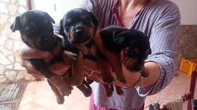 Cane pincher toys maschietti e femminucce