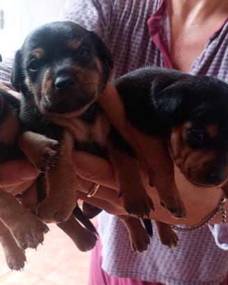 Cane pincher toys maschietti e femminucce