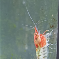 Neocaridina Red Rili