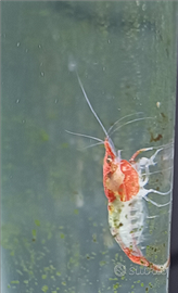 Neocaridina Red Rili