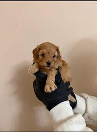 Maltipoo mini toy
