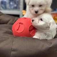 Maltesi nani cuccioli