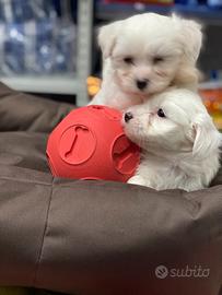 Maltesi nani cuccioli