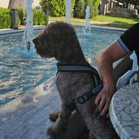 Fidanzata per il Lagotto Scott