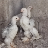 Pulcini di Bramha Columbia