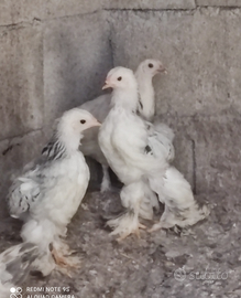 Pulcini di Bramha Columbia