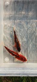 Carpe koi - budo goromo - 15/18 cm circa