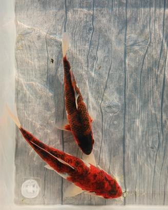 Carpe koi - budo goromo - 15/18 cm circa