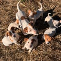 Cuccioli jack Russell