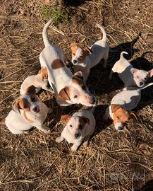 Cuccioli jack Russell