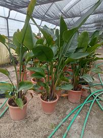 Ingrosso di piante ornamentali 