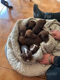 Cuccioli di American Brown Pitbull Terrier