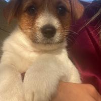 Jack Russell Terrier