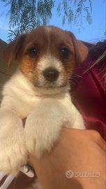 Jack Russell Terrier