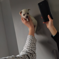 Cucciolo Maltipoo mini toy da borsetta