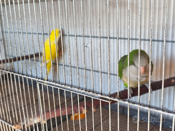 Coppia monaci SESSolOLEGATA