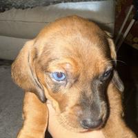 Bassotti arlecchino fulvo merle