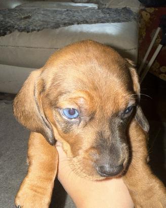 Bassotti arlecchino fulvo merle