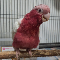 Pappagallo cacatua conuro parrocchetto pyrrhura