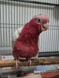 Pappagallo cacatua conuro parrocchetto pyrrhura