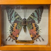 Farfalle imbalsamate con cornice