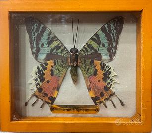 Farfalle imbalsamate con cornice