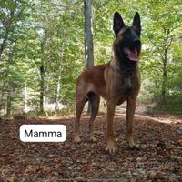 Pastore belga melinois