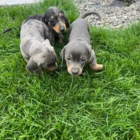 Cuccioli di bassotti keninken