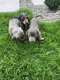 Cuccioli di bassotti keninken