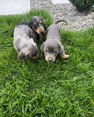 Cuccioli di bassotti keninken