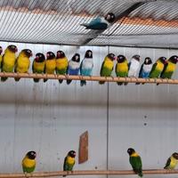 Agapornis personatus maschi e coppia
