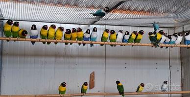 Agapornis personatus maschi e coppia