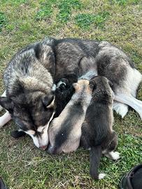Husky originali nati il 9 dicembre