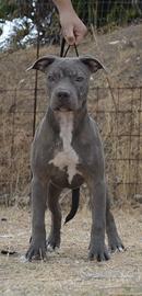 Pitbull ukc