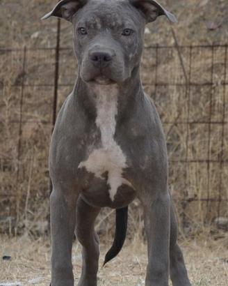 Pitbull ukc