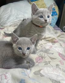 Splendidi gattini blu di russia
