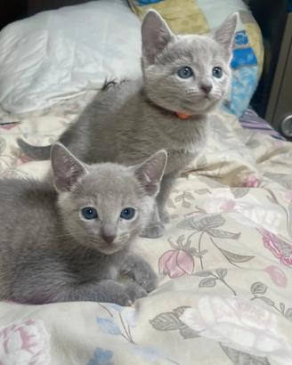 Splendidi gattini blu di russia