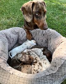 Bassotto arlecchino nano