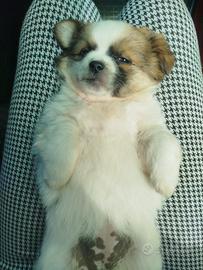 Shih tzu/pomerian cucciola